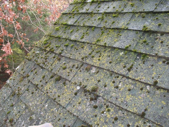 Roof covered in moss and lichen before cleaning
